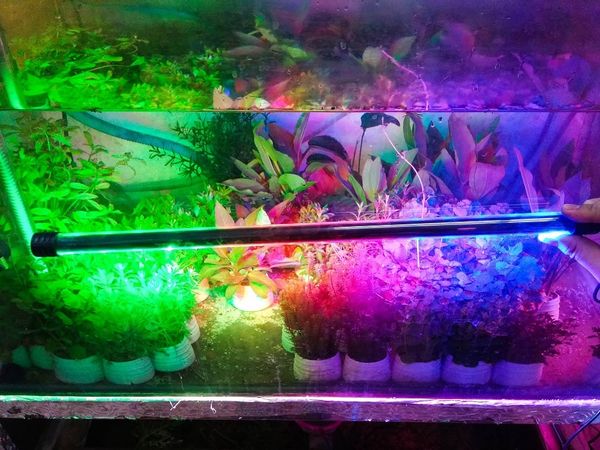 Cách chọn đèn bể cá cảnh phù hợp