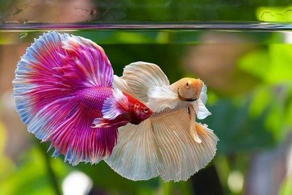 cach-phan-biet-ca-betta-trong-mai