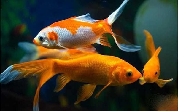 Đặc Tính Sinh Sản Của Một Số Loài Cá Phổ Biến