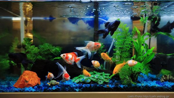 LED và phụ kiện trang trí bể cá
