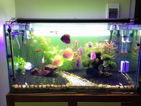 cách xử lý khi máy bơm nước bể cá kêu to