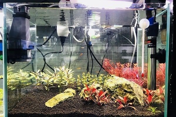 Tác động của máy sưởi bể cá đến sức khỏe cá cảnh