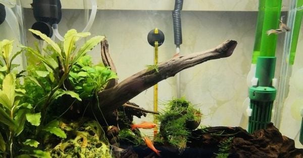 Lưu ý khi sử dụng máy sưởi bể cá để tối ưu hiệu quả