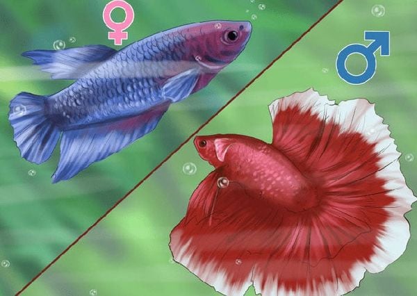 cach-phan-biet-ca-betta-trong-mai