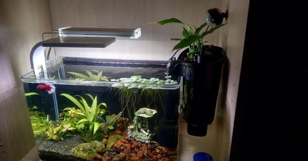 LED và phụ kiện trang trí bể cá