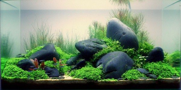 Các phụ kiện bể cá cảnh không thể thiếu