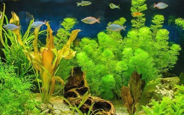 Quang hợp là gì?