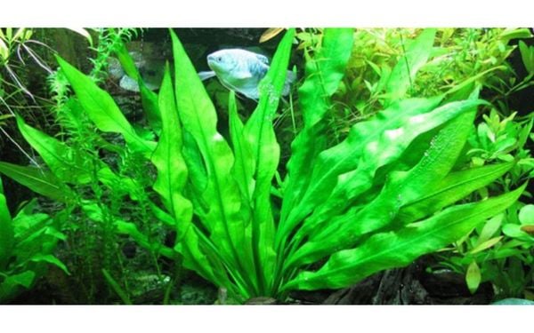 Lợi ích kinh tế và ứng dụng thực tiễn