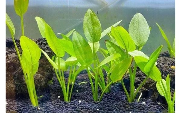 Các yếu tố ảnh hưởng đến quang hợp của cây thủy sinh