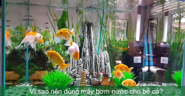 tác dụng máy bơm nước bể cá