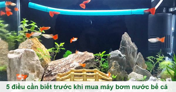 tìm hiểu máy bơm nước cho bể cá cảnh