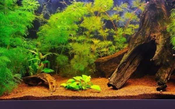 Tranh 3D Cho Bể Cá Thủy Sinh: Điểm Nhấn Hoàn Hảo Cho Không Gian
