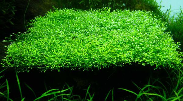 trồng riccia bể thủy sinh