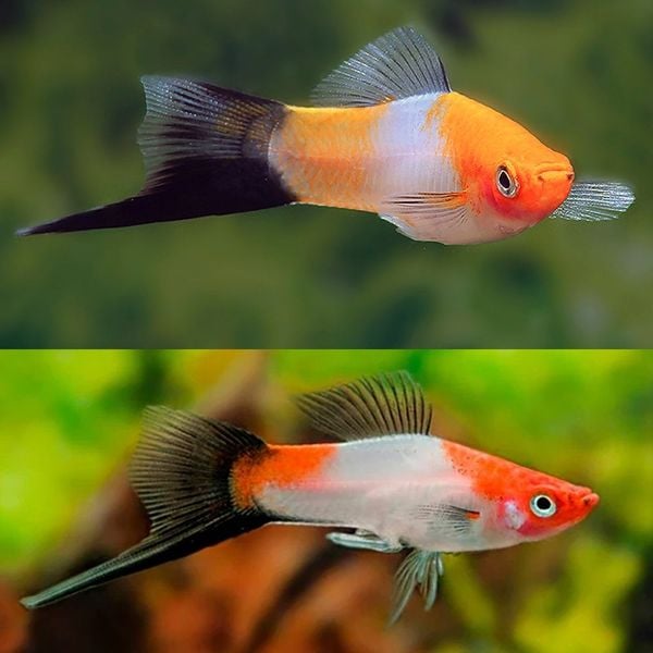 ý nghĩa phong thủy của cá kiếm cảnh