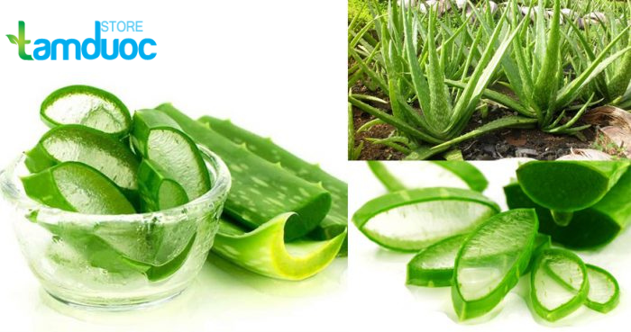 Cách Chữa Nhiệt Miệng Bằng Nha Đam Hiện Nay