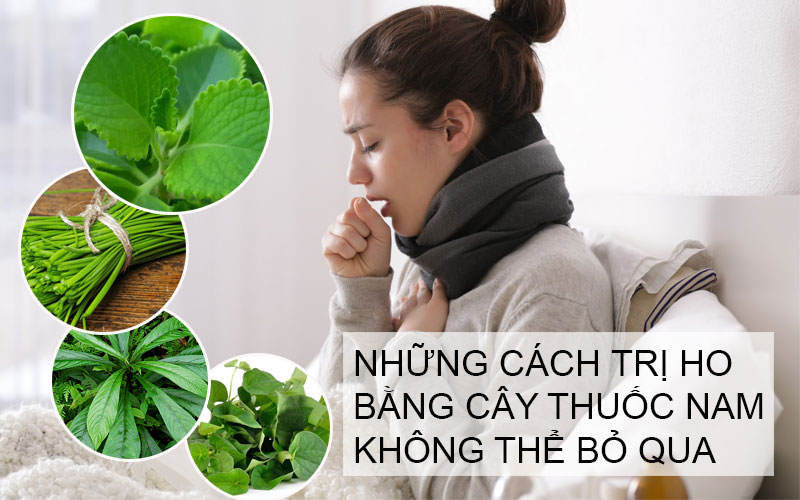 Những Cách Trị Ho Bằng Cây Thuốc Nam Không Thể Bỏ Qua