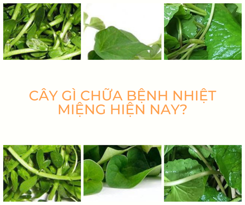 Cây Gì Chữa Bệnh Nhiệt Miệng Hiện Nay