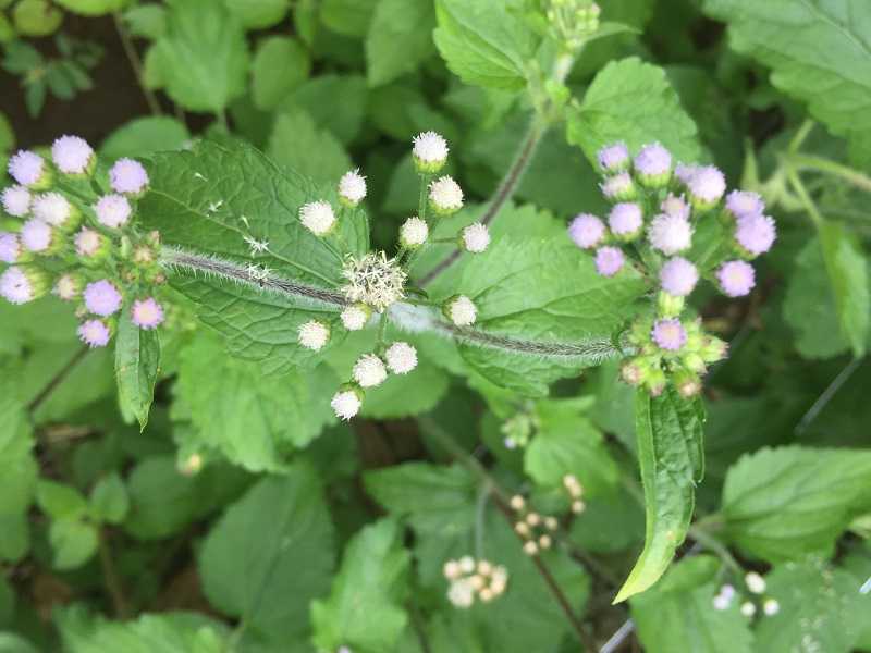 CHỮA VIÊM XOANG BẰNG CỎ HÔI CÓ HIỆU QUẢ