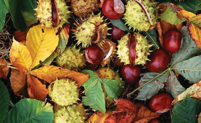 SUY GIÃN TĨNH MẠCH UỐNG CÂY GÌ?