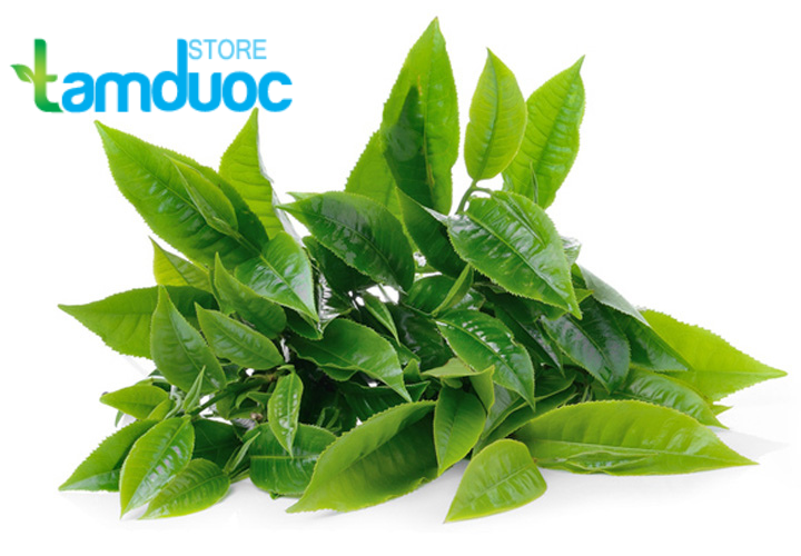 Cách Chữa Nhiệt Miệng Bằng Lá Chè Xanh Ngay Tại Nhà