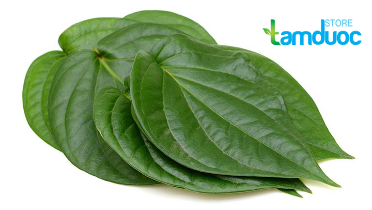 Vài Cách Chữa Nhiệt Miệng Bằng Lá Trầu Không