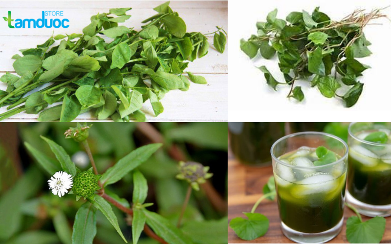 Cách Chữa Nhiệt Miệng Bằng Thuốc Nam Đơn Giản Nhưng Hiệu Quả