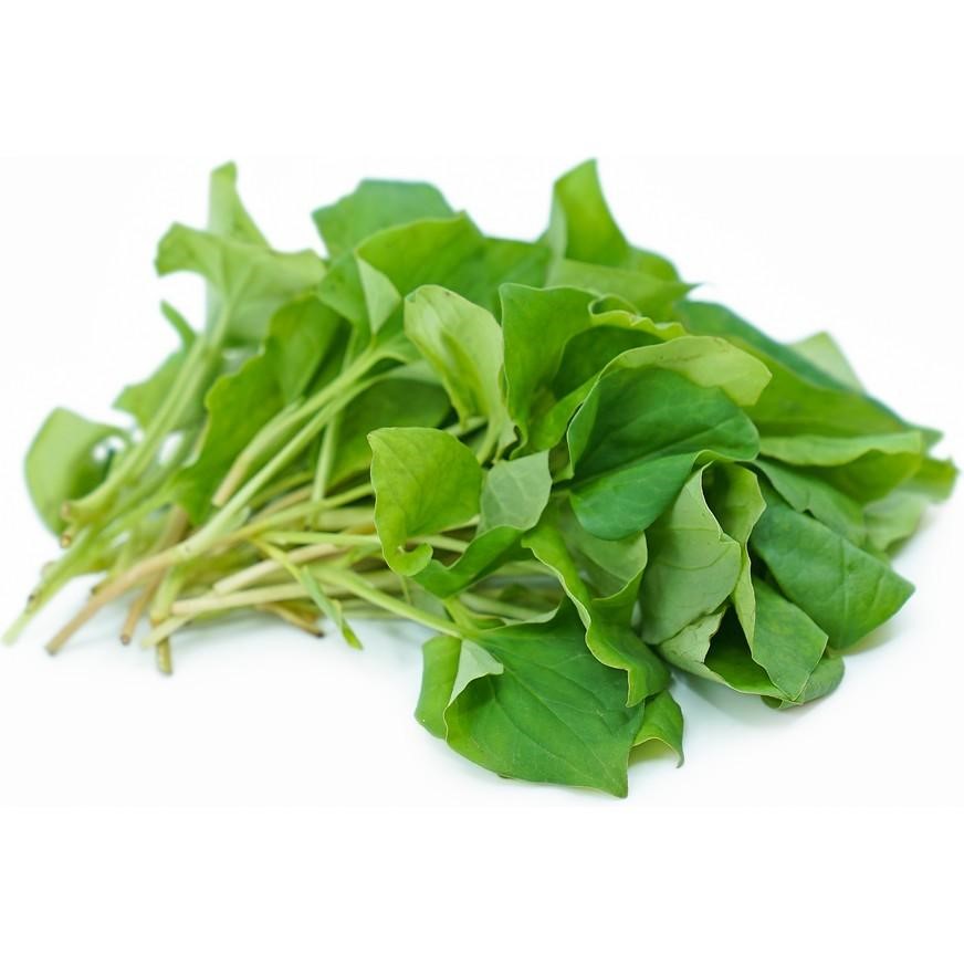 CÁCH CHỮA BỆNH TRĨ BẰNG RAU DIẾP CÁ [TRĨ NỘI, TRĨ NGOẠI ĐỀU KHỎI]