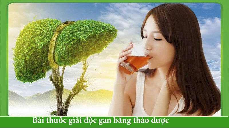 Bài Thuốc Giải Độc Gan Bằng Thảo Dược