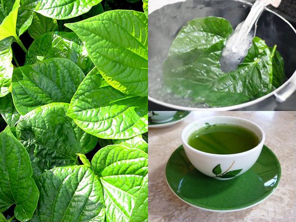 NHỮNG CÂY THUỐC NAM TRỊ BỆNH TRĨ