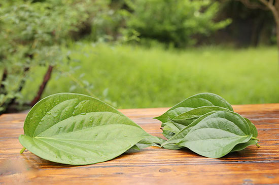 CÁCH CHỮA BỆNH TRĨ BẰNG LÁ TRẦU KHÔNG ĐƠN GIẢN HIỆU QUẢ