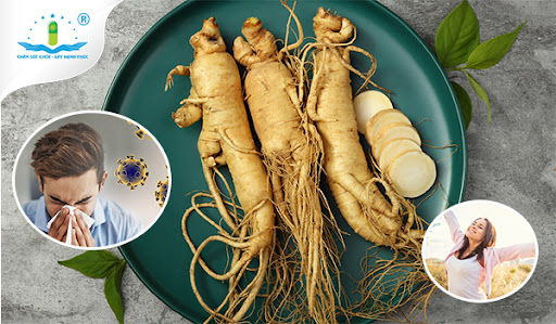 Cao nhân sâm - Sự lựa chọn hàng đầu để tăng cường sức đề kháng cho cơ thể