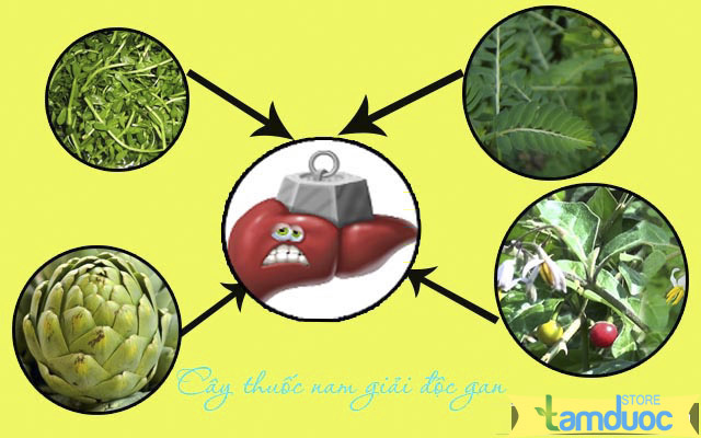 Uống Thuốc Giải Độc Gan Nhiều Có Tốt Không?