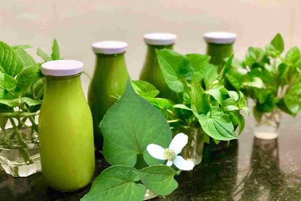 VÌ SAO BỆNH TRĨ UỐNG DIẾP CÁ?