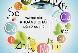 Vai Trò Của Vitamin Và Khoáng Chất Đối Với Cơ Thể