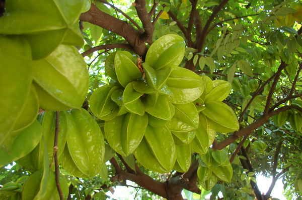 cay-gi-chua-benh-nhiet-mieng