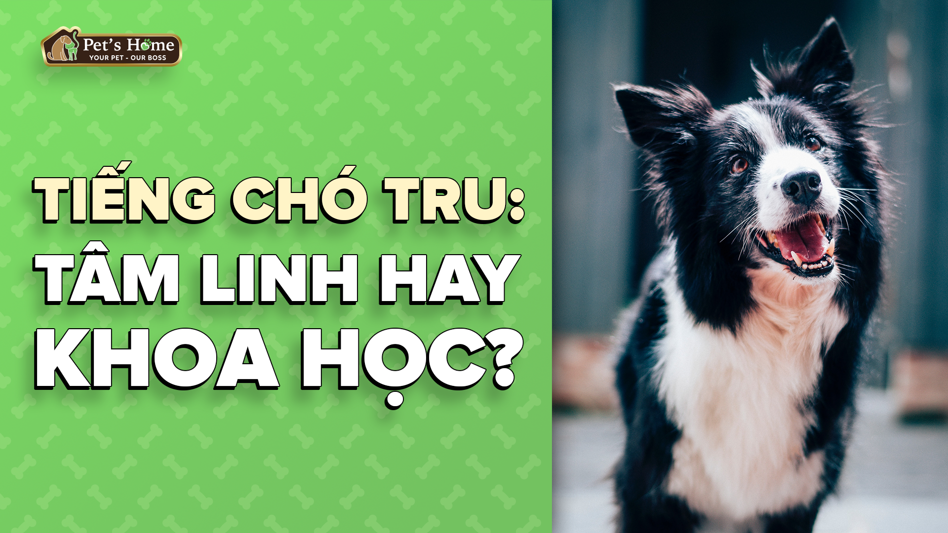Tiếng chó tru: Tâm linh hay khoa học? – Pet's Home