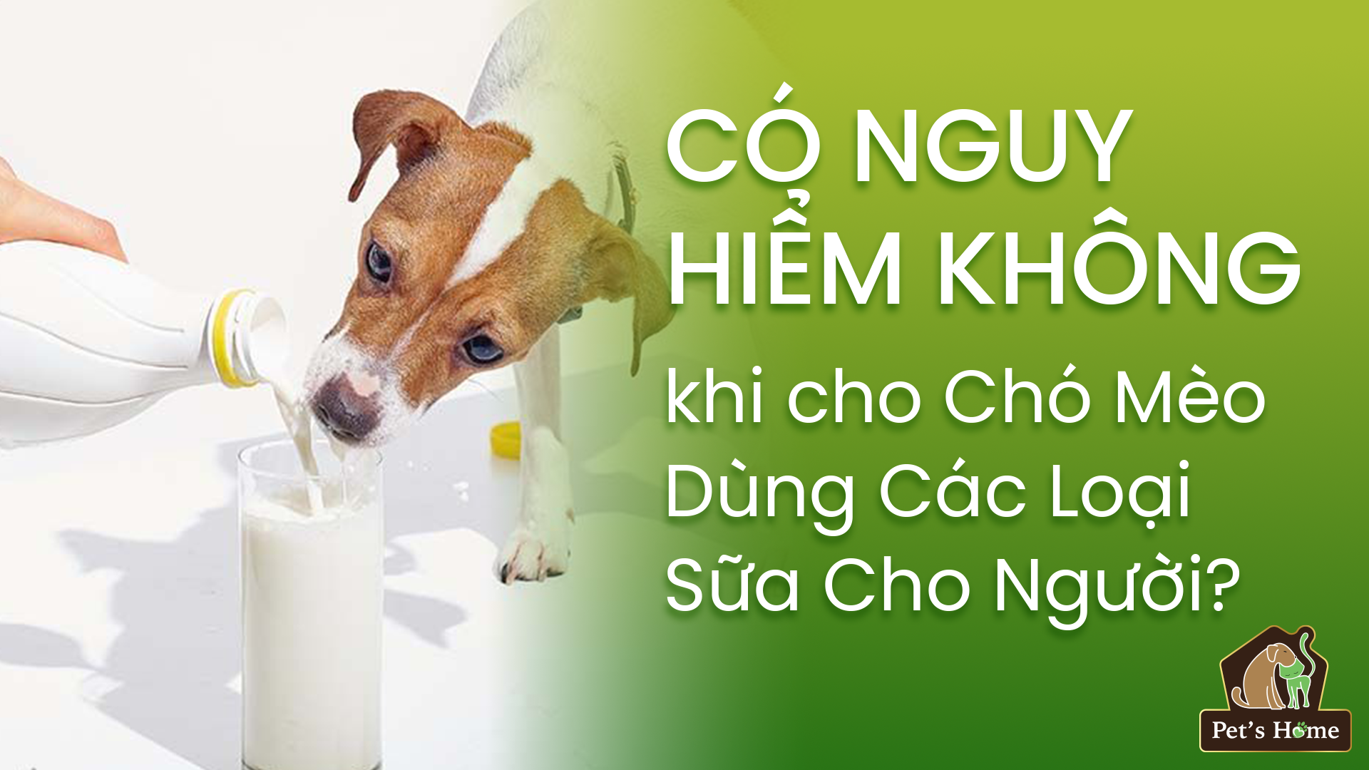 Có nguy hiểm không khi cho Chó Mèo Dùng Các Loại Sữa Cho Người? – Pet's ...