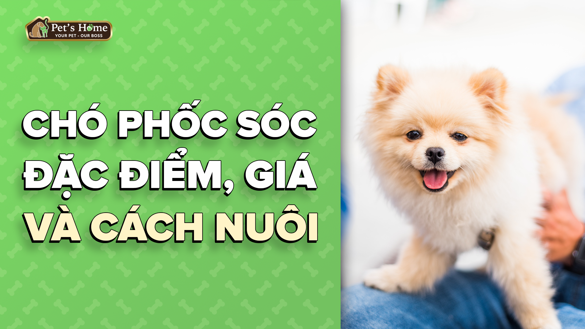 Chó Phốc Sóc (Pomeranian): Đặc điểm, giá tiền và cách nuôi – Pet's Home