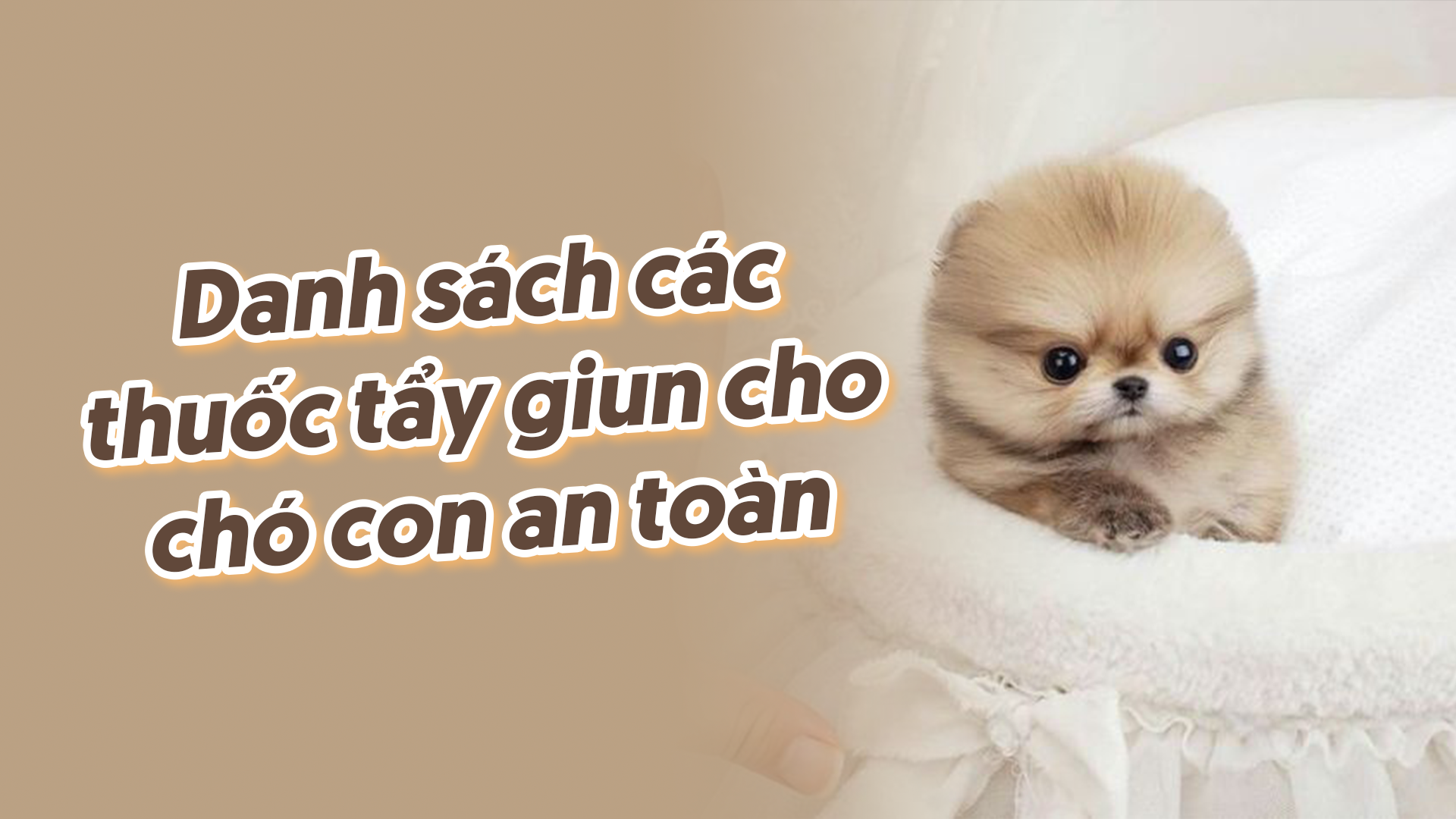 Danh sách các thuốc tẩy giun cho chó con an toàn – Pet's Home