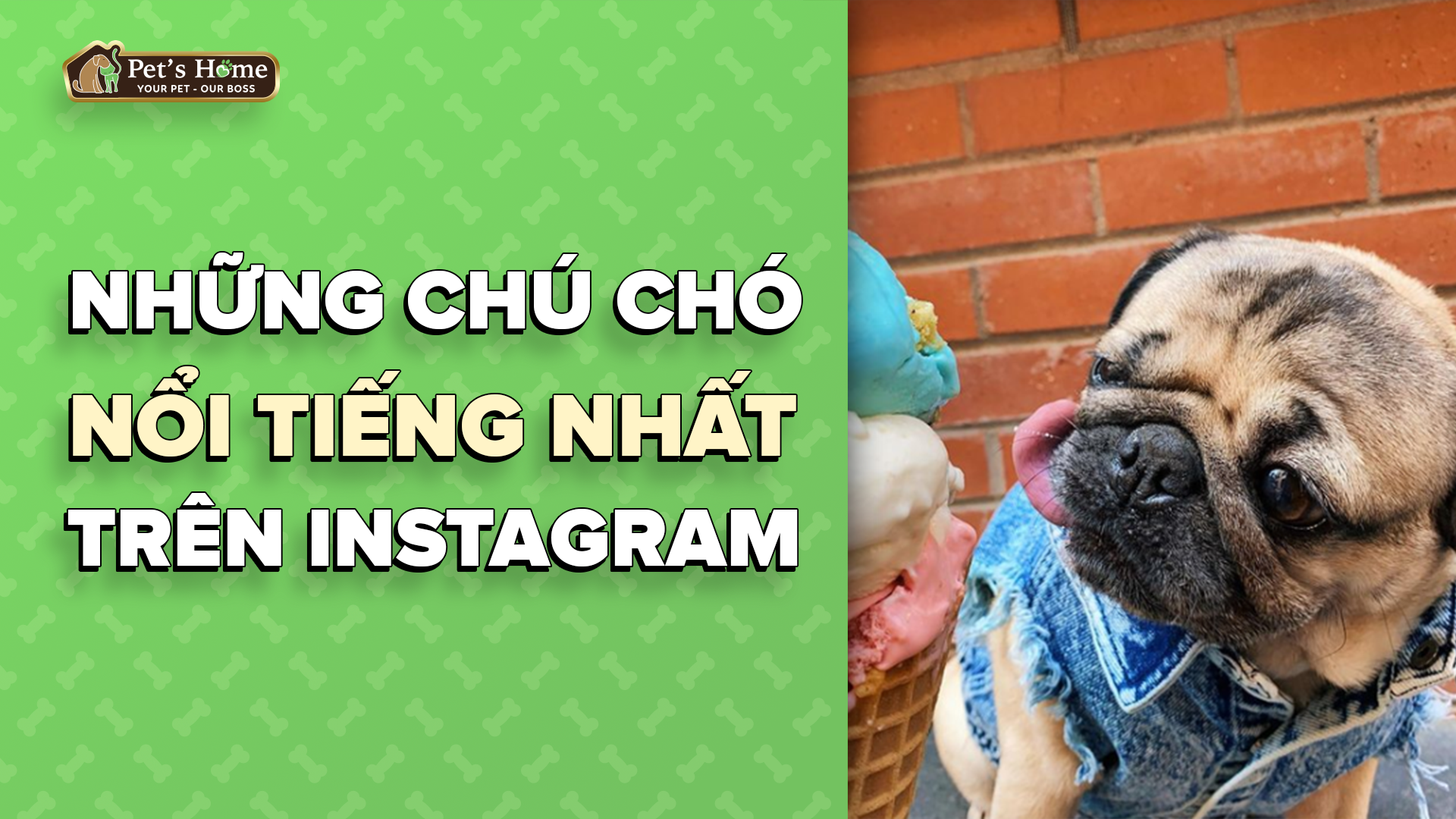 Những chú chó nổi tiếng nhất nhì Instagram – Pet's Home