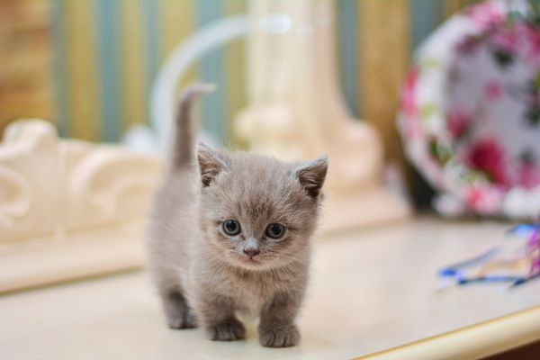 Mèo Munchkin chân ngắn, cách chăm sóc và giá bán – Pet\'s Home