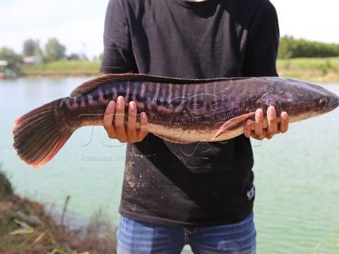 Từ Cá Lóc Bông TOH Fish Đã Làm Ra Bao Nhiêu Sản Phẩm Giá Trị?