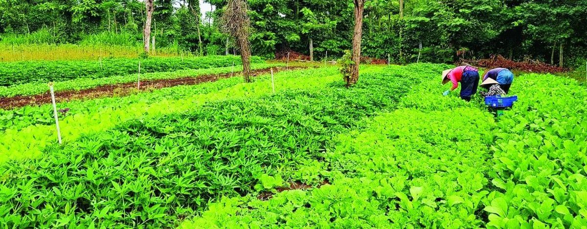 Nông nghiệp tăng tốc nhờ liên kết “5 nhà”