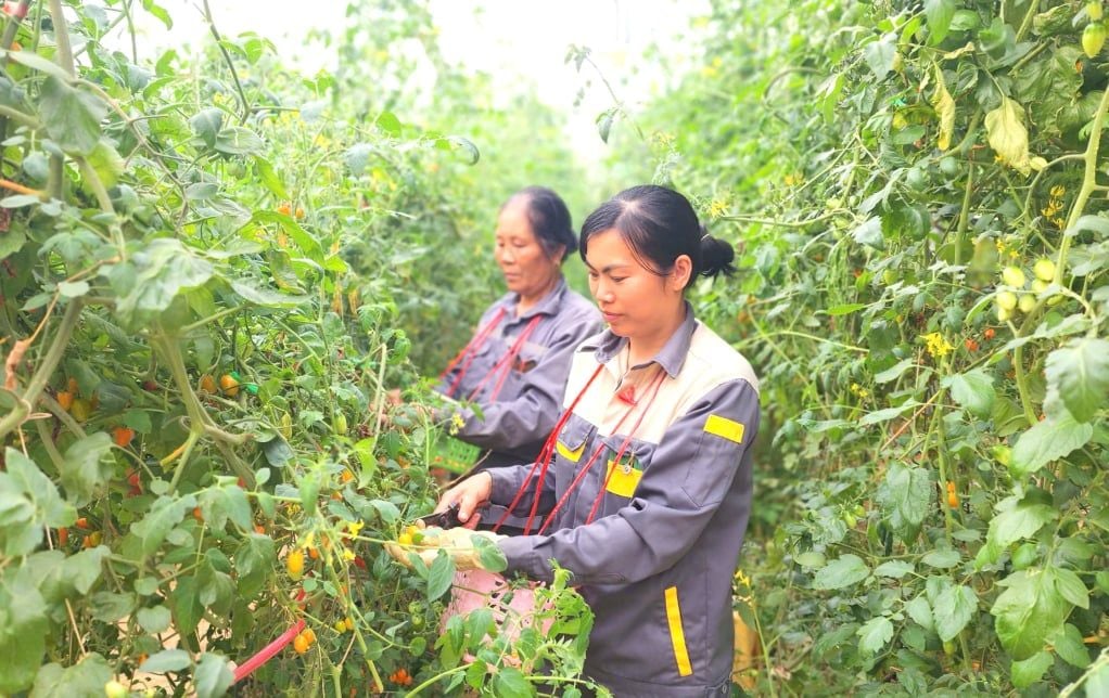 Hợp tác xã trên địa bàn tỉnh tăng gần 50%