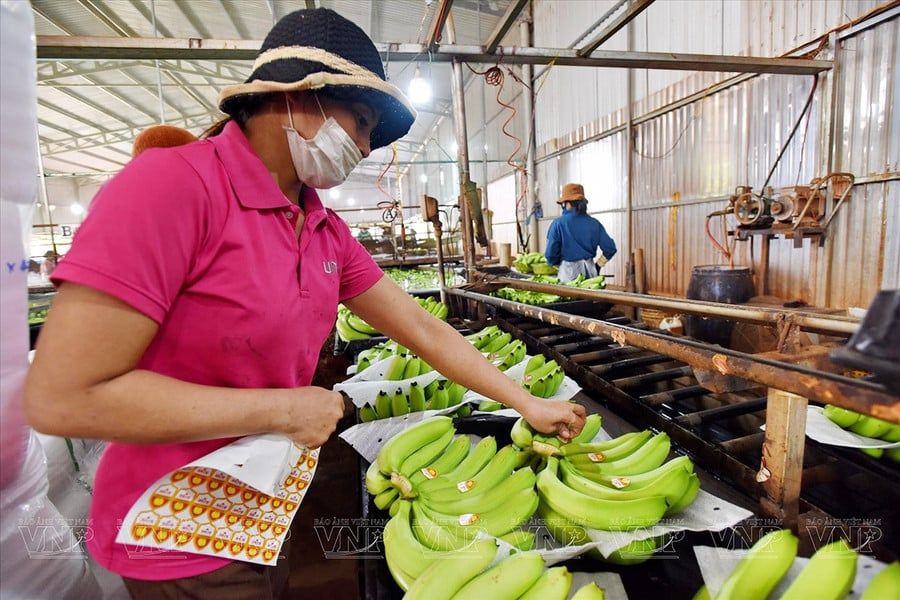 Nâng tầm sản phẩm nông nghiệp