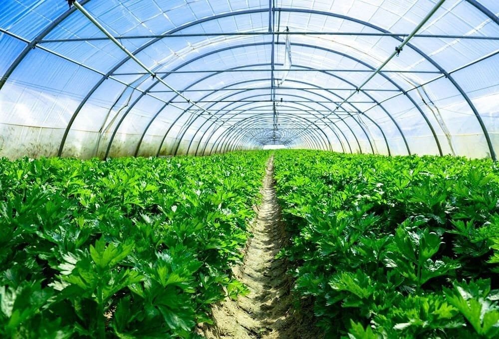 Phát triển nông nghiệp thông minh thích ứng với biến đổi khí hậu
