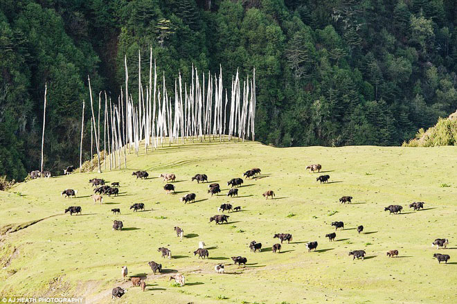 tour tây tạng viking