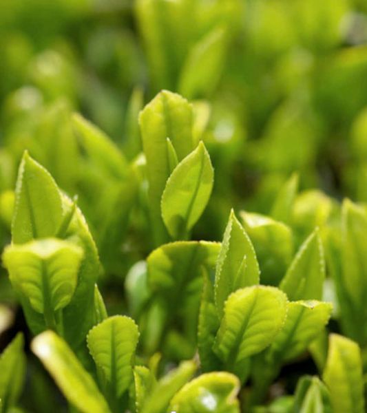 Dầu tẩy trang Innisfree Green Tea Balancing Cleansing Oil 150ml giá rẻ nhất TpHCM