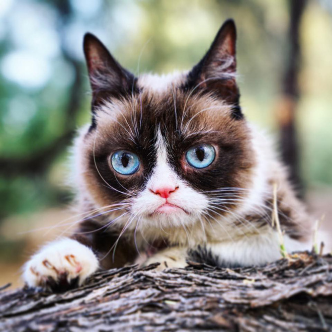 Skechers mèo Grumpy Cat 1