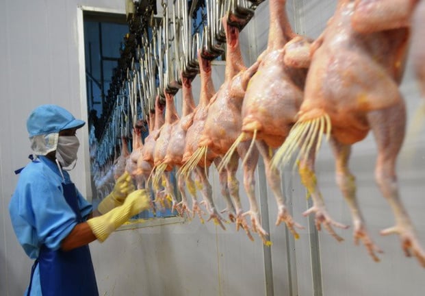 Dự án xuất khẩu gà chế biến theo mô hình khép kín đầu tiên của Việt Nam